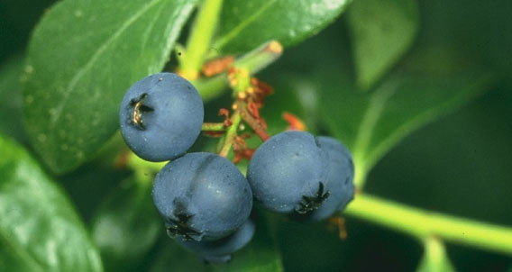 Local Blueberries